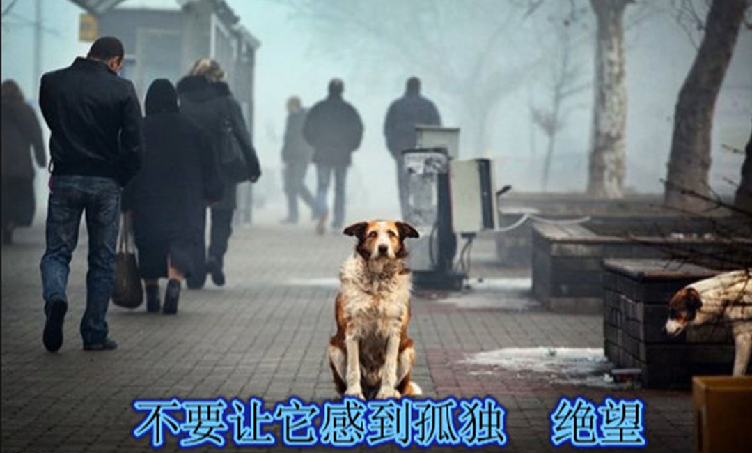 彭水彭水爱影圈微博微信转发案例
